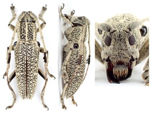 Pemptolasius humeralis